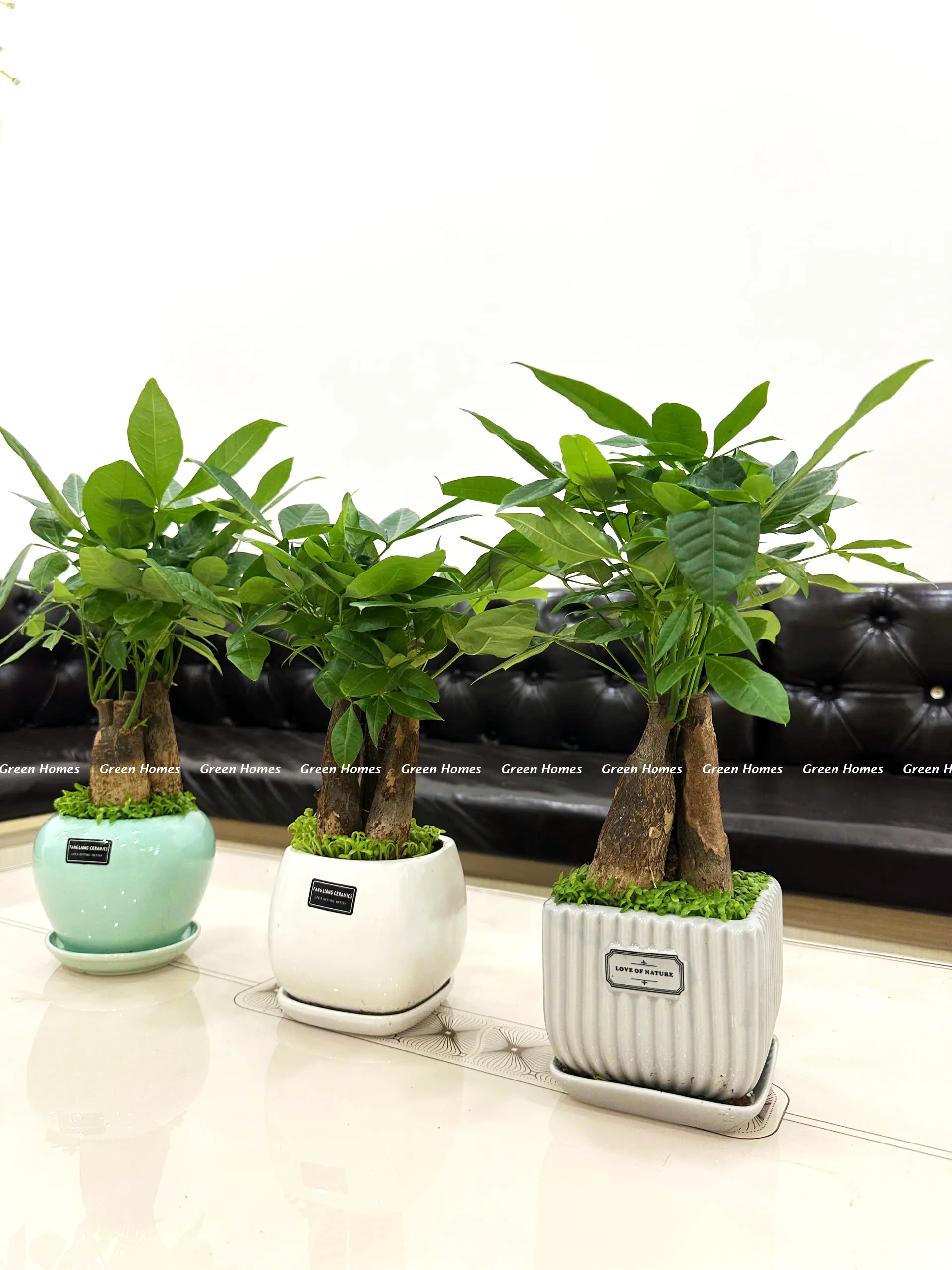 Chậu cây kim ngân để bàn làm việc